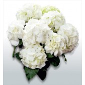 Гортензия Hydrangea SAXON® SCHNEEBALL